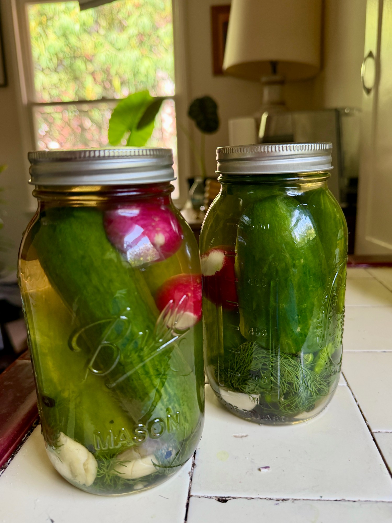 Two quart jars of half sours with radishes, garlic and dill, brining on the kitchen counter