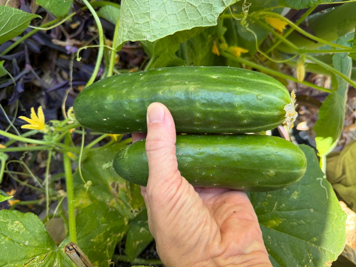 Two fresh cucumbers held up in the garden